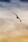 Frei wie ein Vogel